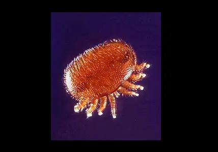 varroa